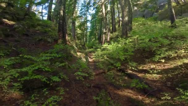 晴れた秋の季節にカナダの雨林で緑豊かな木 カナダ ブリティッシュコロンビア州スカミッシュのハイキングトレイル — ストック動画