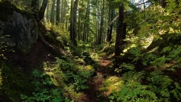 Rigogliosi Alberi Verdi Nella Foresta Pluviale Canadese Durante Soleggiata Giornata — Video Stock