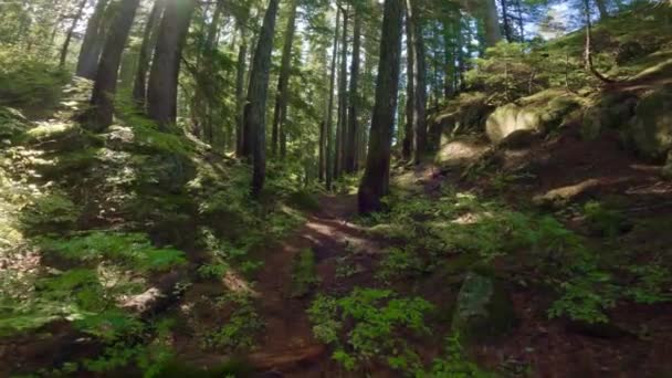 화창한 시즌의 캐나다 숲에서 무성한 스콰미쉬 브리티시컬럼비아 캐나다의 하이킹 트레일 — 비디오