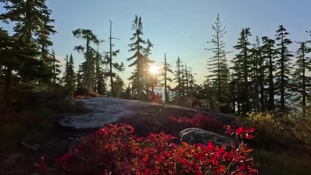 Paesaggio Montano Canadese Alberi Verdi Vibranti Stagione Autunnale Sfondo Naturale — Video Stock