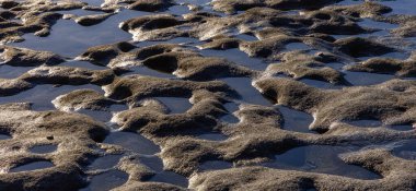Pasifik Okyanusu kıyısındaki Rocky Shore. Güneşli Günbatımı. Botanik Plajı, Port Renfrew, Vancouver Adası, BC, Kanada. Doğa Arkaplanı
