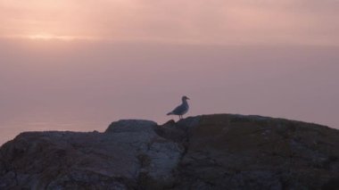 Pasifik Okyanusu kıyısındaki Rocky Shore 'da kuşlar uçuyordu. Sisli Günbatımı. Victoria, Vancouver Adası, BC, Kanada. Yavaş Hareket