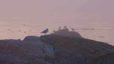 Pasifik Okyanusu kıyısındaki Rocky Shore 'da kuşlar uçuyordu. Sisli Günbatımı. Victoria, Vancouver Adası, BC, Kanada. Yavaş Hareket