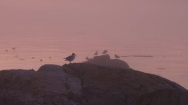 Pasifik Okyanusu kıyısındaki Rocky Shore 'da kuşlar uçuyordu. Sisli Günbatımı. Victoria, Vancouver Adası, BC, Kanada. Yavaş Hareket