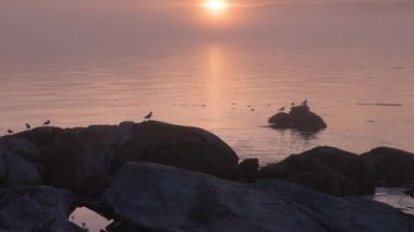 Pasifik Okyanusu kıyısındaki Rocky Shore 'da kuşlar uçuyordu. Sisli Günbatımı. Victoria, Vancouver Adası, BC, Kanada. Yavaş Hareket