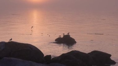 Pasifik Okyanusu kıyısındaki Rocky Shore 'da kuşlar uçuyordu. Sisli Günbatımı. Victoria, Vancouver Adası, BC, Kanada. Yavaş Hareket