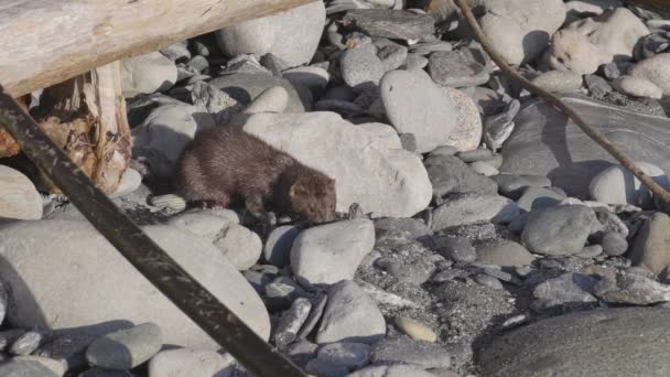 Otter Playa Rocosa Costa Del Océano Pacífico Vancouver Island Canadá — Vídeos de Stock
