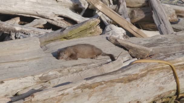 Otter Het Rotsachtige Strand Van Stille Oceaan Kust Vancouver Island — Stockvideo