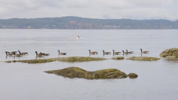 Herd Geese Στην Βραχώδη Ακτή Στο Βανκούβερ Βρετανική Κολομβία Καναδάς — Αρχείο Βίντεο