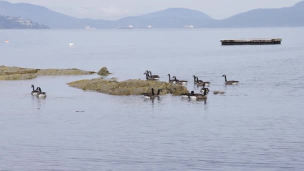 加拿大不列颠哥伦比亚省温哥华岛落基海岸边的鹅群 慢动作 — 图库视频影像