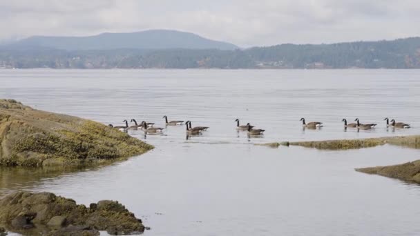Herd Geese Στην Βραχώδη Ακτή Στο Βανκούβερ Βρετανική Κολομβία Καναδάς — Αρχείο Βίντεο