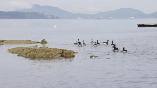 Hjord Gäss Vid Klippiga Stranden Vancouver Island British Columbia Kanada — Stockvideo