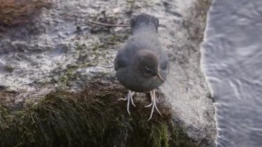 Kanada doğasında nehir kenarındaki küçük kuş. Squamish BC, Kanada. Ağır çekim. Yüksek kalite 4k görüntü