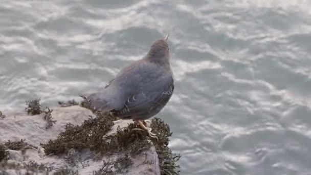 加拿大大自然中河边的小鸟 不列颠哥伦比亚 加拿大 慢动作高质量的4K镜头 — 图库视频影像
