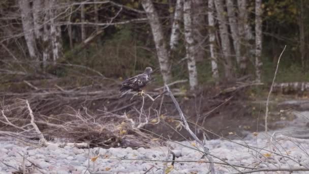 Aquila Ramo Rocky Shore Nella Natura Canadese Squamish Canada Rallentatore — Video Stock