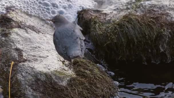 Маленькая Птица Реки Канадской Природе Сквомиш Канада Медленное Движение Высококачественные — стоковое видео