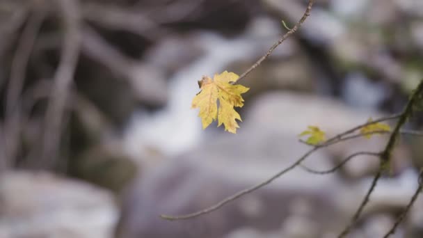 Hoja Amarilla Con Cascada Detrás Precipitándose Por Las Rocas Puesta — Vídeo de stock