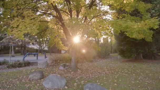 シティパークの活性緑と黄色の木 秋のシーズン サニー サンセット バーナビー バンクーバー カナダ スローモーション 高品質の4K映像 — ストック動画
