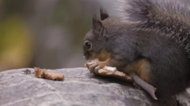 Kanada doğasında mantar yiyen sincap. Squamish, British Columbia, Kanada. Büyüt
