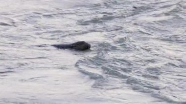 Kanada doğasında nehirde yüzen mühür. Squamish BC, Kanada. Ağır çekim. Yüksek kalite 4k görüntü