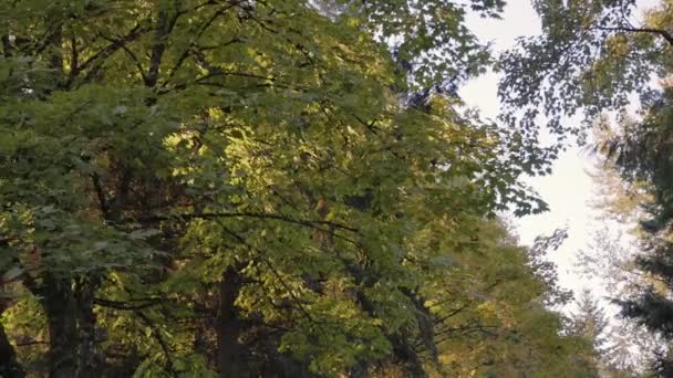 Árvores Verdes Amarelas Vibrantes City Park Temporada Outono Sunny Sunset — Vídeo de Stock