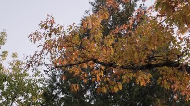 Żywe Zielone Żółte Drzewa Parku Miejskim Jesienny Sezon Sunny Sunset — Wideo stockowe