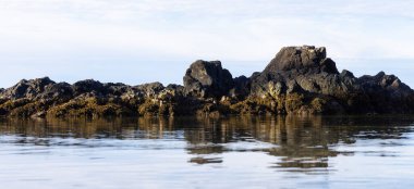 Pasifik Okyanusu kıyısındaki Rocky Shore. Ucluelet, Vancouver Adası, BC, Kanada. Doğa Arkaplanı.