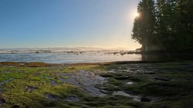 Pasifik Okyanusu kıyısındaki Rocky Shore. Güneşli Günbatımı. Vancouver Adası, BC, Kanada. Doğa Arkaplanı. Yüksek kalite 4k görüntü