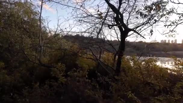 ディア湖の活力のある木と日光 バーナビー Bcカナダ サニー サンセット スローモーション 高品質の4K映像 — ストック動画