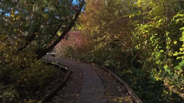 环绕着树木的小路被鹿湖环绕 加拿大不列颠哥伦比亚省伯纳比 秋天季节 夕阳西下慢动作高质量的4K镜头 — 图库视频影像