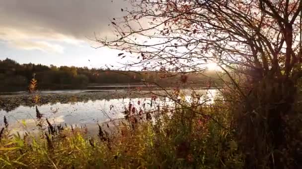 杜尔湖的参天大树和阳光 加拿大不列颠哥伦比亚省伯纳比 夕阳西下慢动作高质量的4K镜头 — 图库视频影像