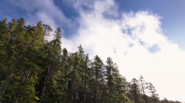 Dağdaki Yeşil Ağaçlar, Kanada Doğa Alanı. Squamish, British Columbia, Kanada. Yavaş Sinema Sineması.