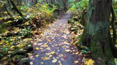 Kanada yağmur ormanlarında yürüyüş yolu, sonbahar sezonu. Fener Parkı, Batı Vancouver, BC Kanada. Yüksek kalite 4k görüntü