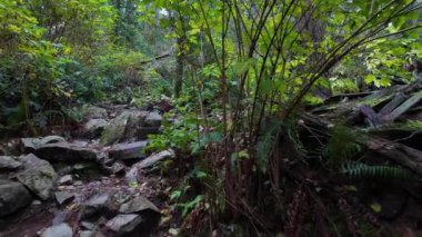 Kanada yağmur ormanlarında yürüyüş yolu, sonbahar sezonu. Fener Parkı, Batı Vancouver, BC Kanada. Yüksek kalite 4k görüntü