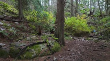 Kanada yağmur ormanlarında yürüyüş yolu, sonbahar sezonu. Fener Parkı, Batı Vancouver, BC Kanada. Yüksek kalite 4k görüntü