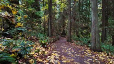 Kanada yağmur ormanlarında yürüyüş yolu, sonbahar sezonu. Fener Parkı, Batı Vancouver, BC Kanada. Yüksek kalite 4k görüntü