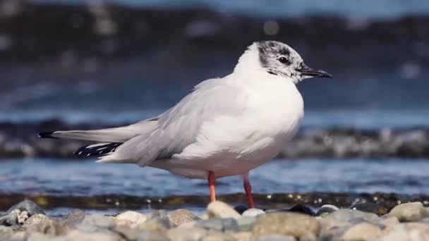 Kis Fehér Madarak Csendes Óceán Partján Qualicum Beach Vancouver Island — Stock videók
