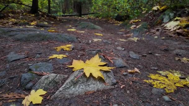 Padlé Listy Kanadském Deštném Pralese Příroda Podzimní Sezóna Lighthouse Park — Stock video