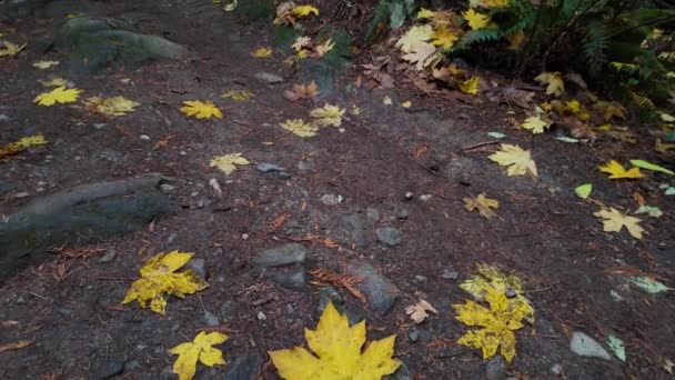 Kanada Yağmur Ormanlarında Düşen Yapraklar Doğa Sonbahar Sezonu Fener Parkı — Stok video