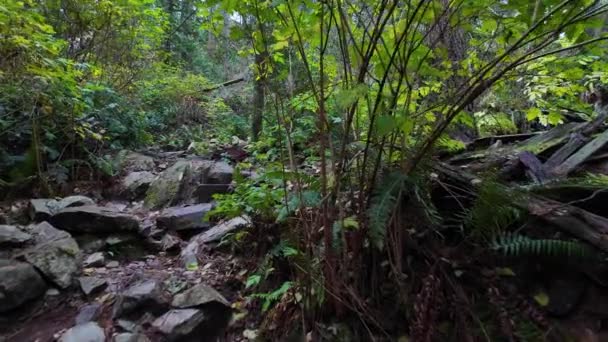 Caminhadas Canadian Rainforest Fall Season Lighthouse Park West Vancouver Canada — Vídeo de Stock