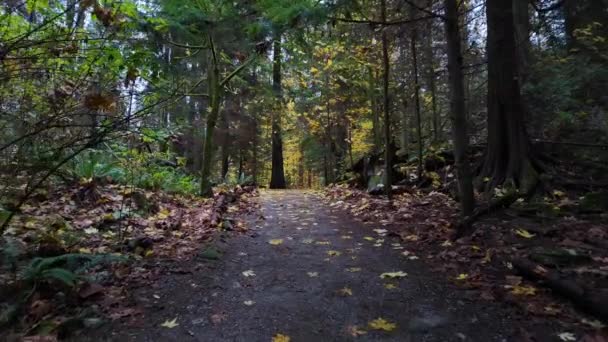 Turistická Stezka Kanadském Deštném Pralese Podzimní Sezóna Lighthouse Park West — Stock video