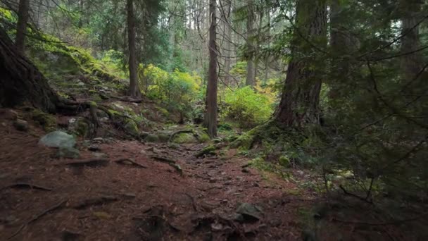 加拿大热带雨林远足之路 秋天季节 加拿大不列颠哥伦比亚省西温哥华灯塔公园 高质量的4K镜头 — 图库视频影像