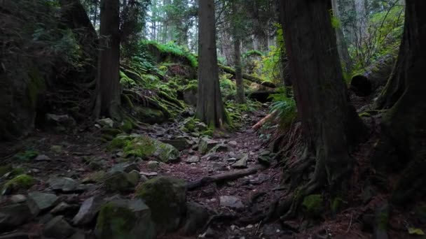 Caminhadas Canadian Rainforest Fall Season Lighthouse Park West Vancouver Canada — Vídeo de Stock