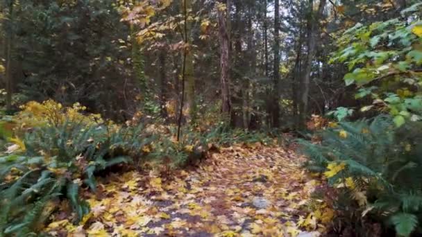 Vandringsled Kanadensisk Regnskog Höstsäsong Fyrpark West Vancouver Canada Högkvalitativ Film — Stockvideo