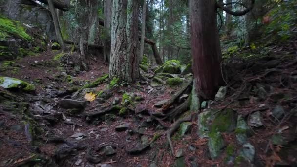 Wanderweg Kanadischen Regenwald Herbstsaison Leuchtturmpark West Vancouver Kanada Hochwertiges Filmmaterial — Stockvideo