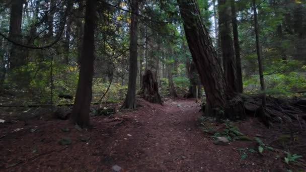加拿大热带雨林远足之路 秋天季节 加拿大不列颠哥伦比亚省西温哥华灯塔公园 高质量的4K镜头 — 图库视频影像