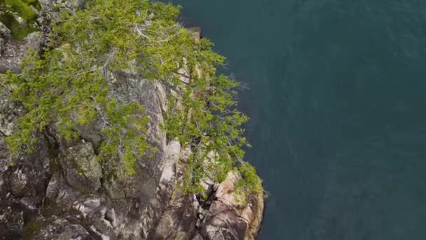 Zielone Drzewo Rocky Shore Zachodnim Wybrzeżu Ocean Spokojny Chmurny Sezon — Wideo stockowe