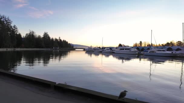 游艇在码头与城市景 建筑物在城市 太阳升起 秋天季节 加拿大不列颠哥伦比亚省温哥华市中心煤港 — 图库视频影像