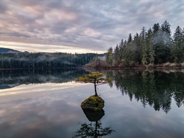 Fairy Gölü 'ndeki Bonsai Ağacı. Kanada Doğa Peyzajı. Gün doğumu. Juan de Fuca, Port Renfrew, BC, Kanada. Panorama