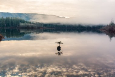 Fairy Gölü 'ndeki Bonsai Ağacı. Kanada Doğa Peyzajı. Gün doğumu. Juan de Fuca, Port Renfrew, BC, Kanada.